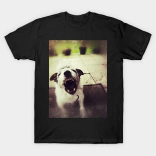 Angry Jack Russell T-Shirt